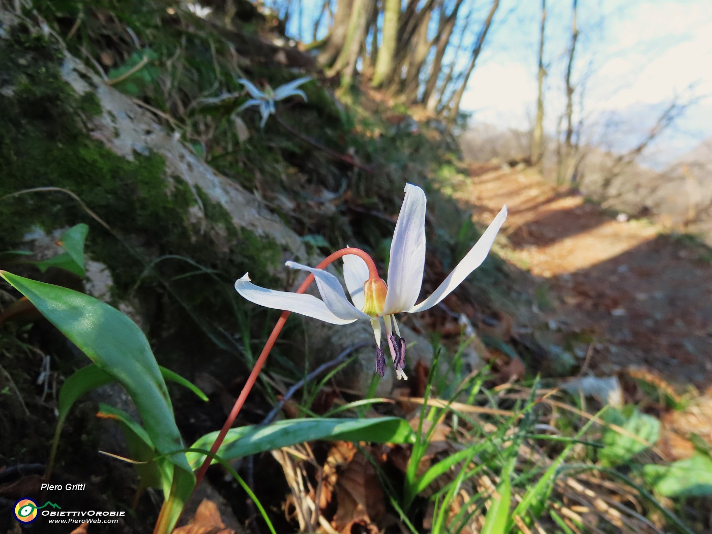 39 Erythronium dens-canis (Dente di cane).JPG